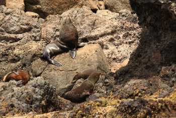 fur seals male and his harem - Pohatu penguins